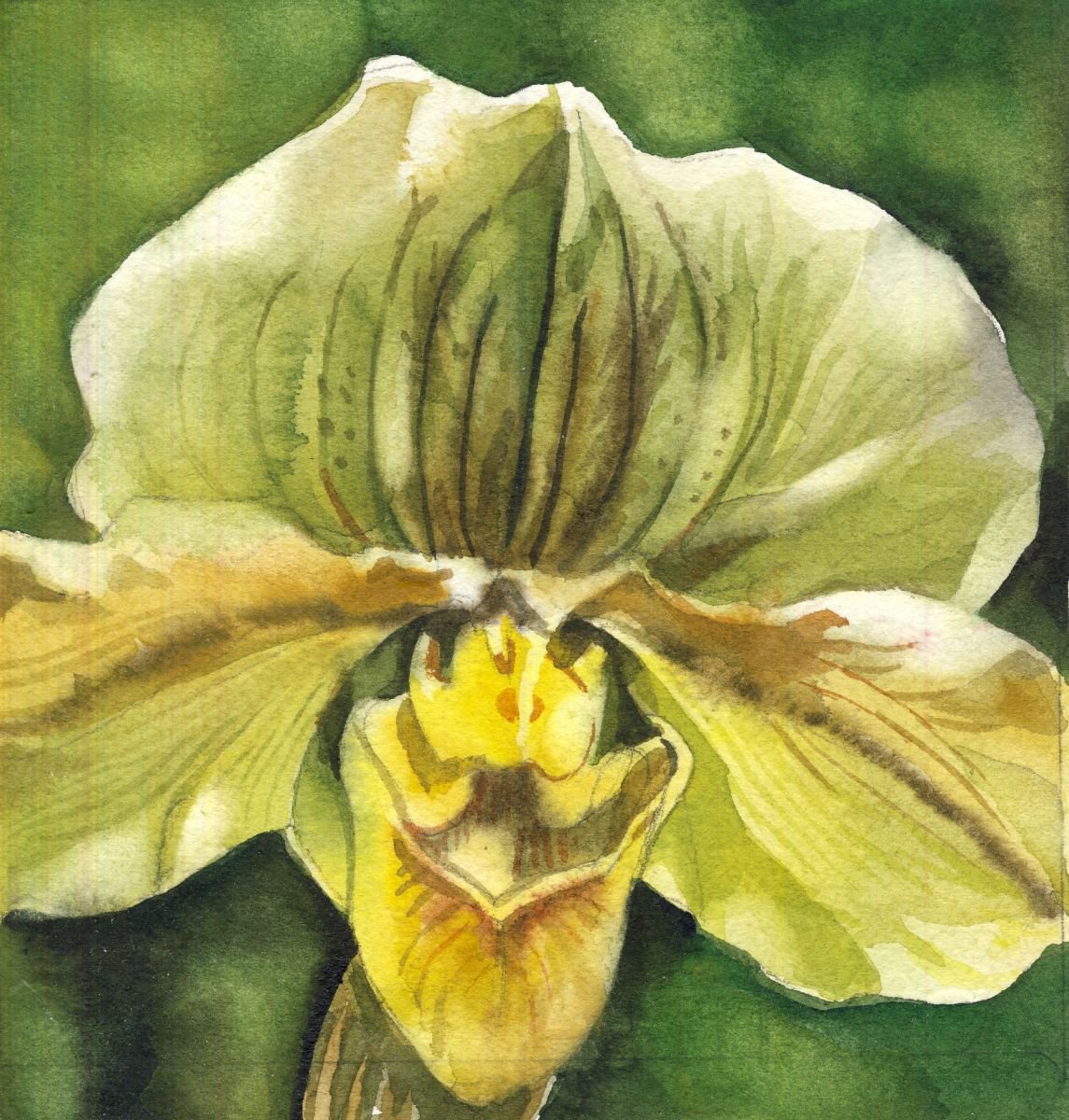 a painting a day #49 green ladyslipper orchid by Alfred Ng