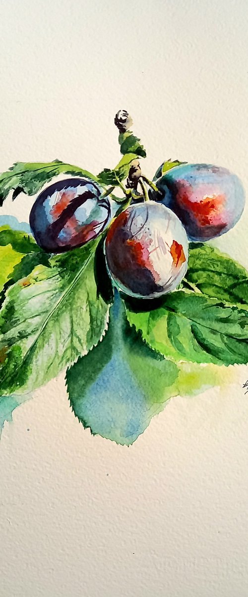 Plum by Kovács Anna Brigitta