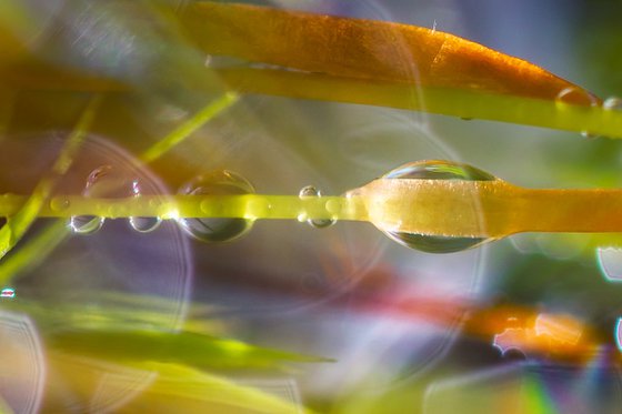 Mossy Dreamscapes - studio edition