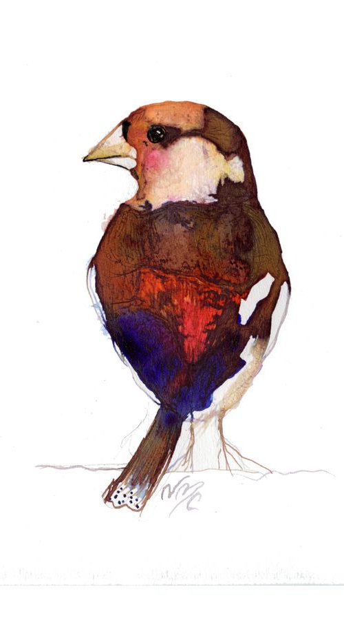 Blushing Hawfinch by Nancy M Chara