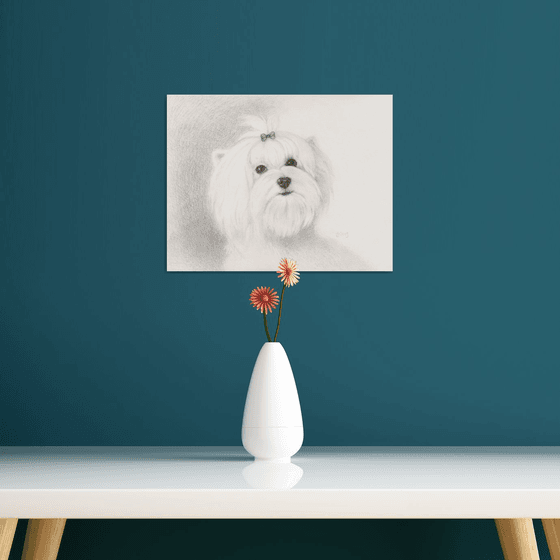 Maltese