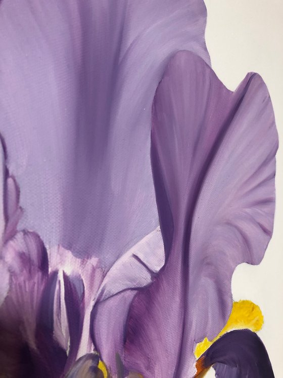 Iris flower spring, garden, botanical