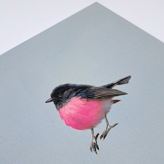 Pink Robin