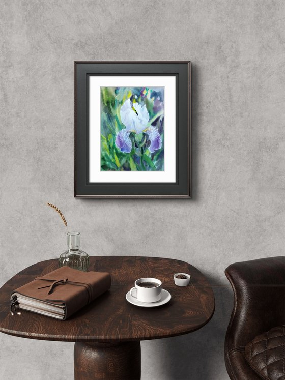 Iris in garden