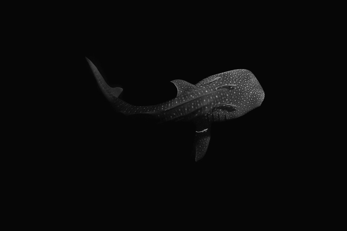 Night Whaleshark by 27MM