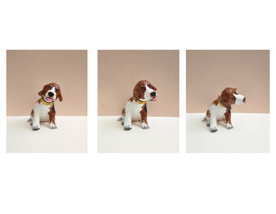 Head Turning Beagle