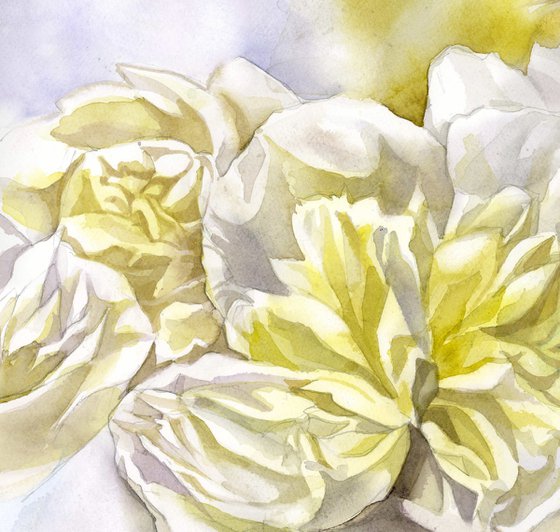 white peonies with yellow