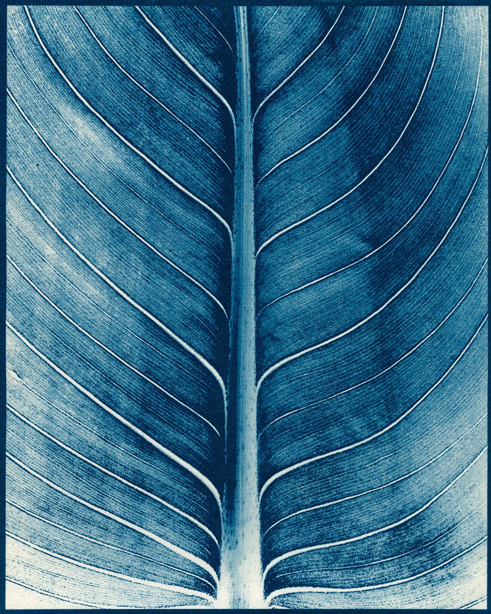 Green congo leaf - Cyanotype by Jacek Gonsalves