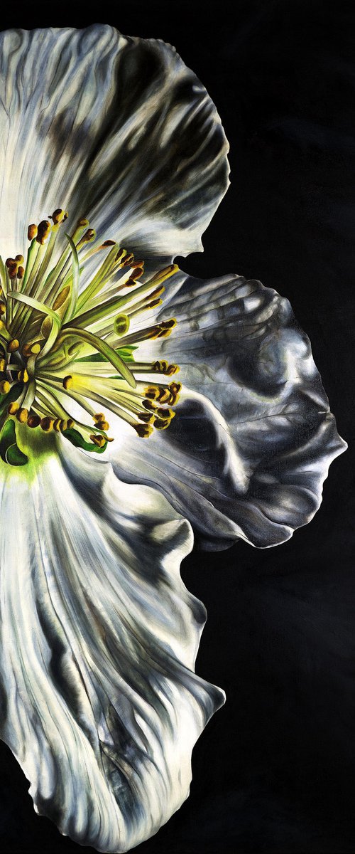 White Hellebore by Natalie Toplass