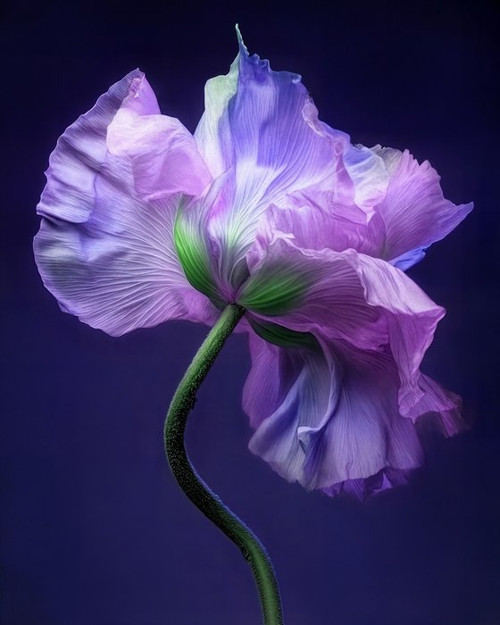 Botanical Grace 3