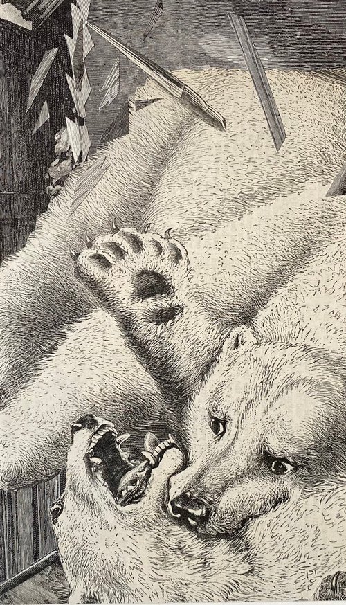 Polar bears by Tudor Evans