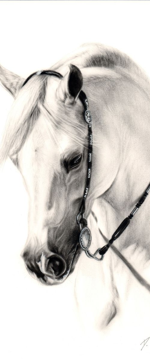White Arabian by Danguole Serstinskaja
