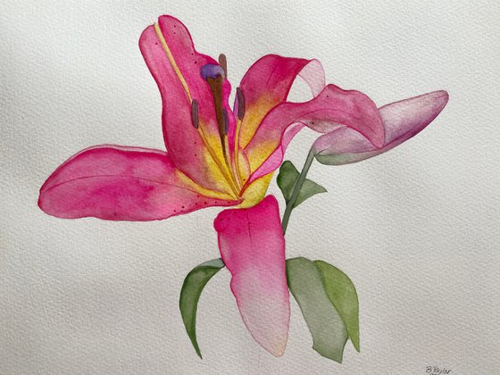 Pretty in pink. Lilies watercolour