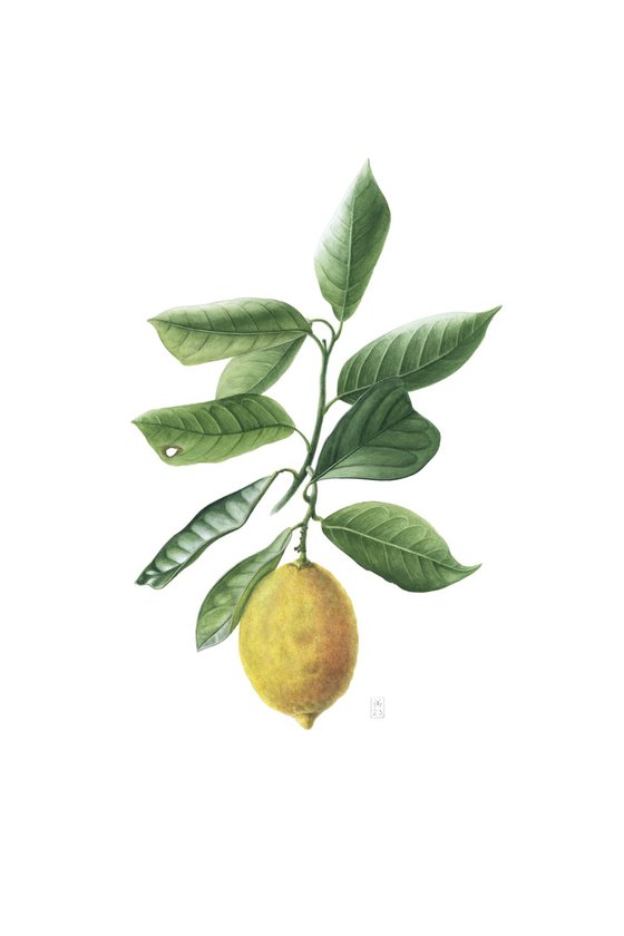 Lemon Branch