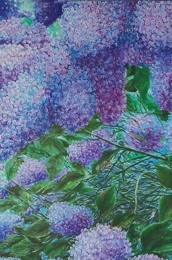 Sea of Lilacs