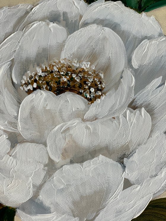 Peony gentle and serene