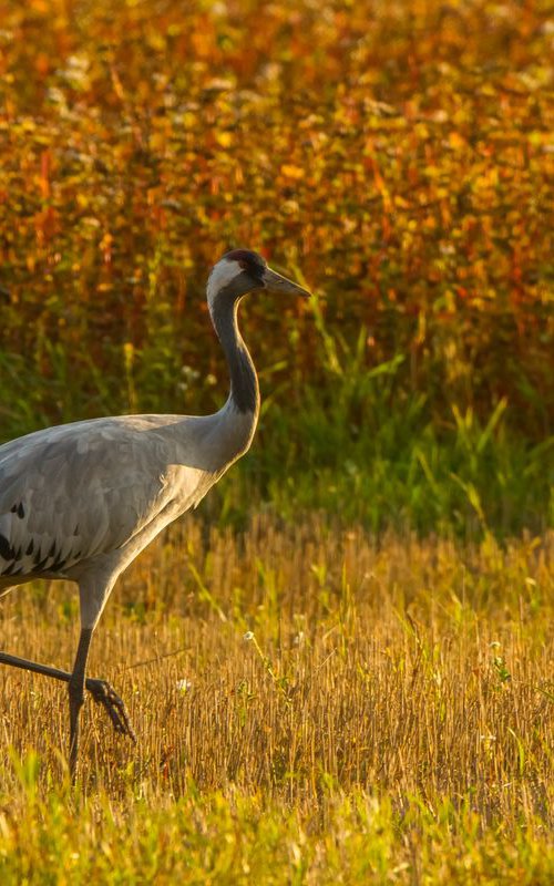 Photography | Grus grus by Boris Belchev