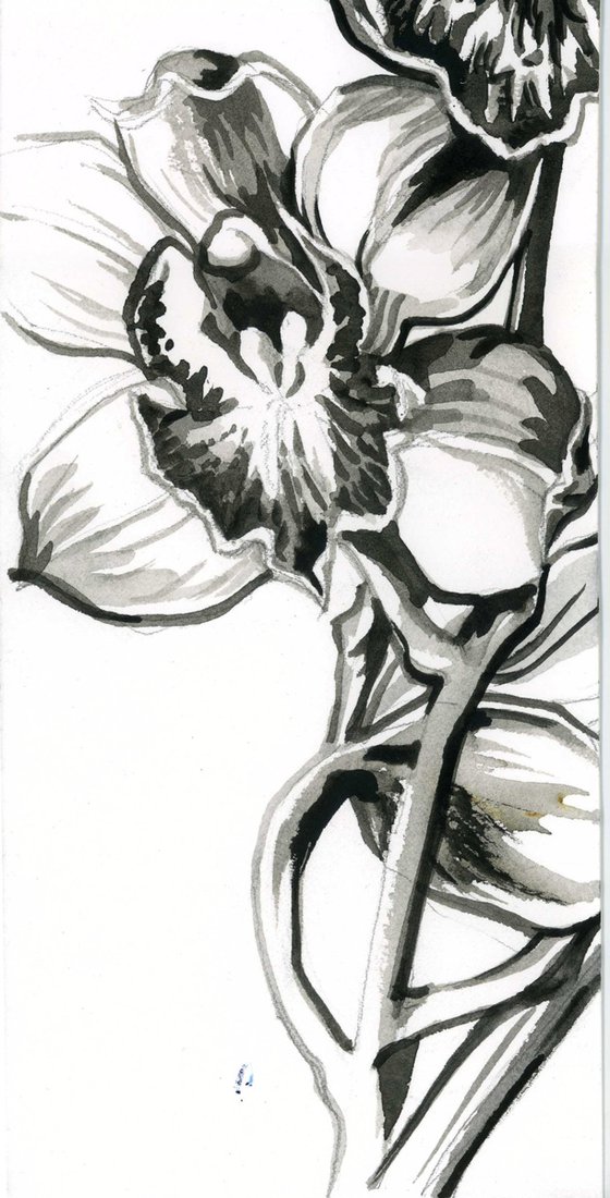 orchid brush drawing diptych