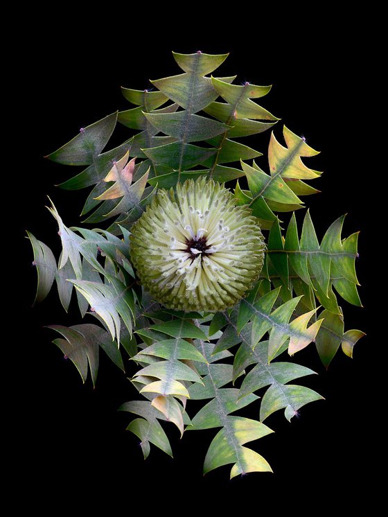 Bird's Nest Banksia
