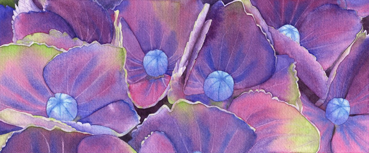 Photorealistic Botanical Watercolour By Alona Hryn, 11 X 4, Whispers Of Hydrangea, Original Artwork