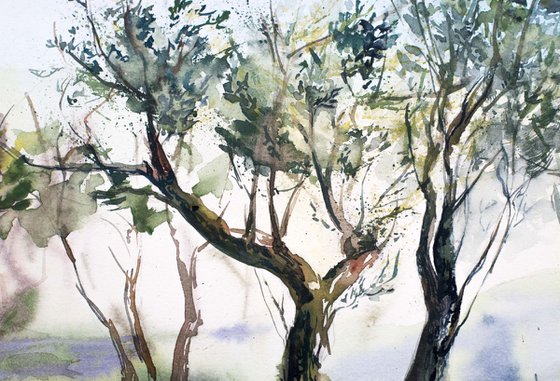 Olive trees in Saint-Remy
