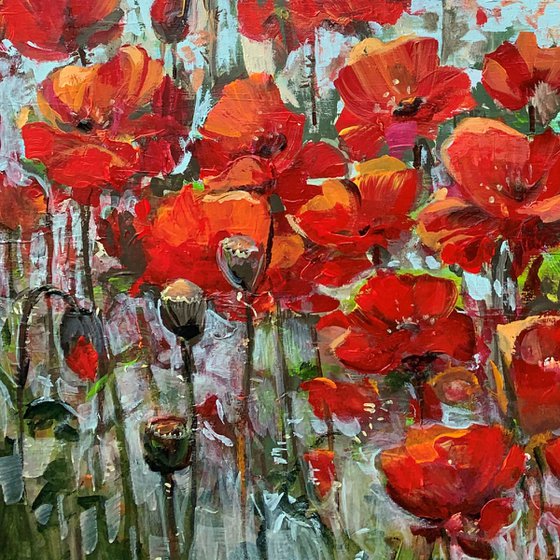 Poppy flowers