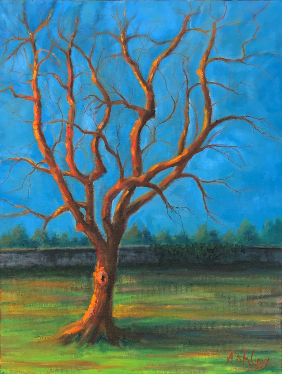Evening Light - Tree Study by Ashley Baldwin-Smith