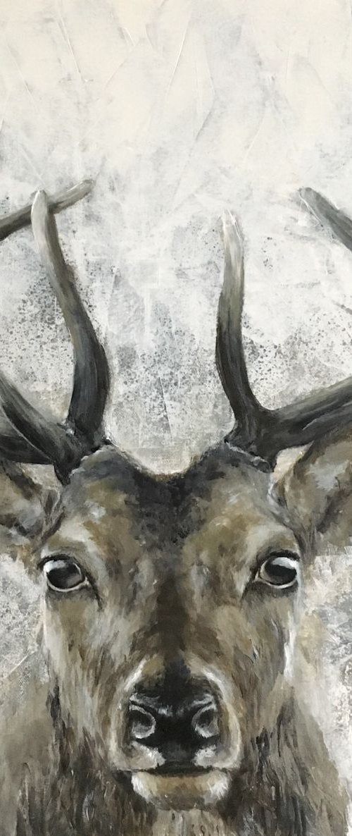 Stag Head, original wildlife art, by Paul Hardern