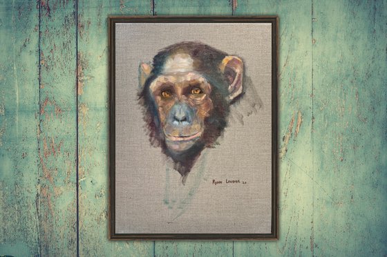 Chimpanzee