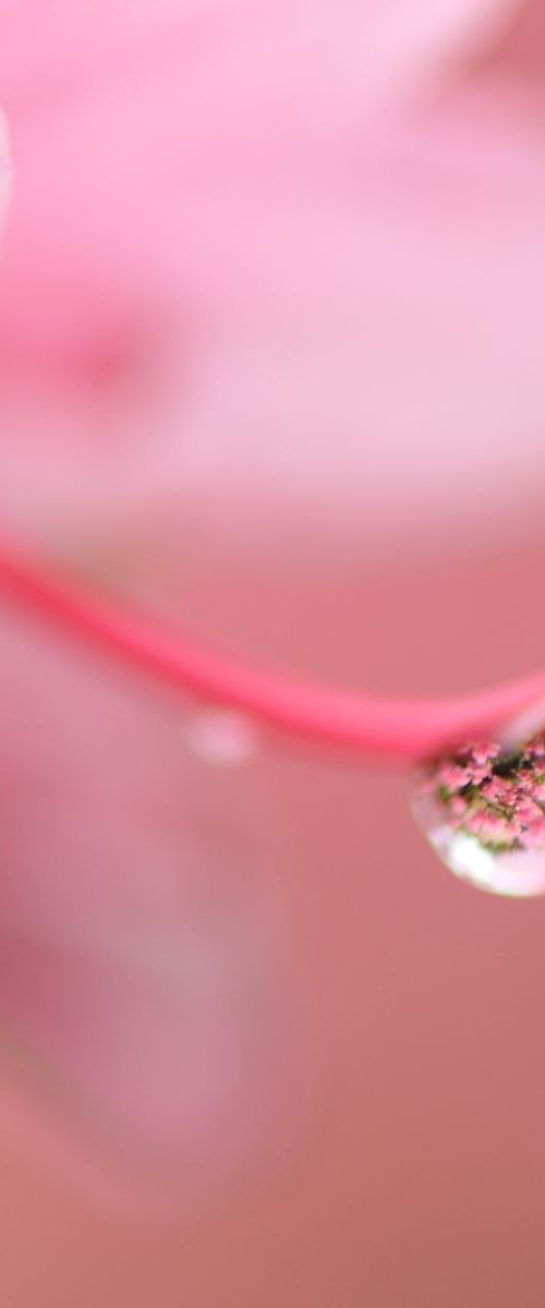 " Azalea Drop " by Natural Light Creations