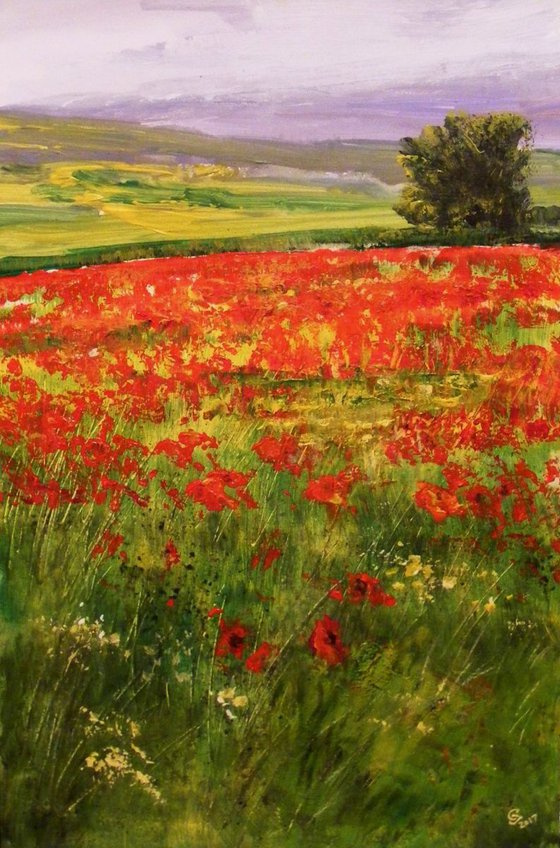 "The field of wild poppies"