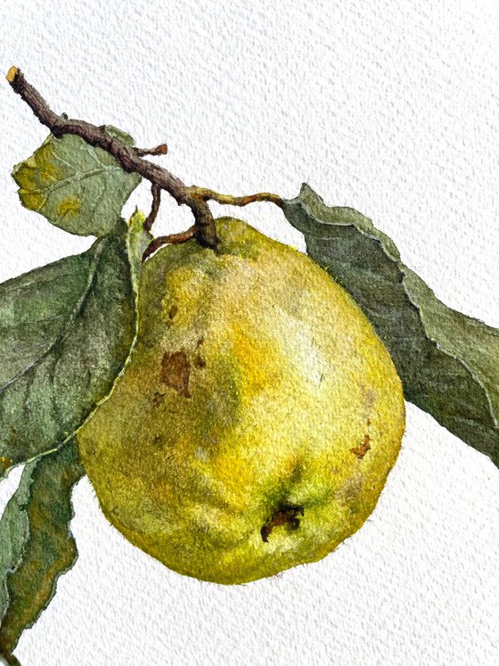 Original Watercolor Painting Apple