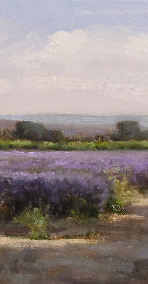 Lavender Field near Sault by Pascal Giroud
