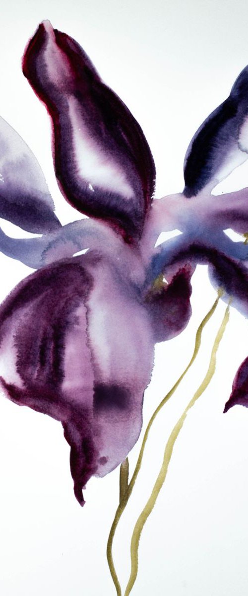 Iris No. 62 by Elizabeth Becker