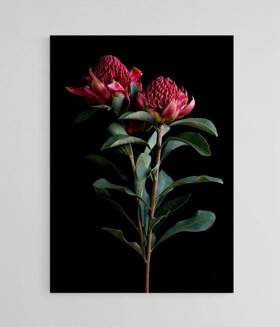 Waratah
