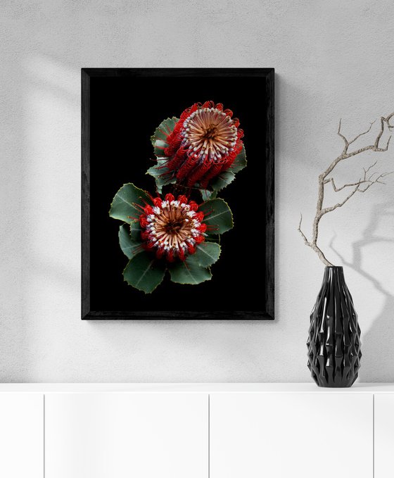 Banksia Coccinea