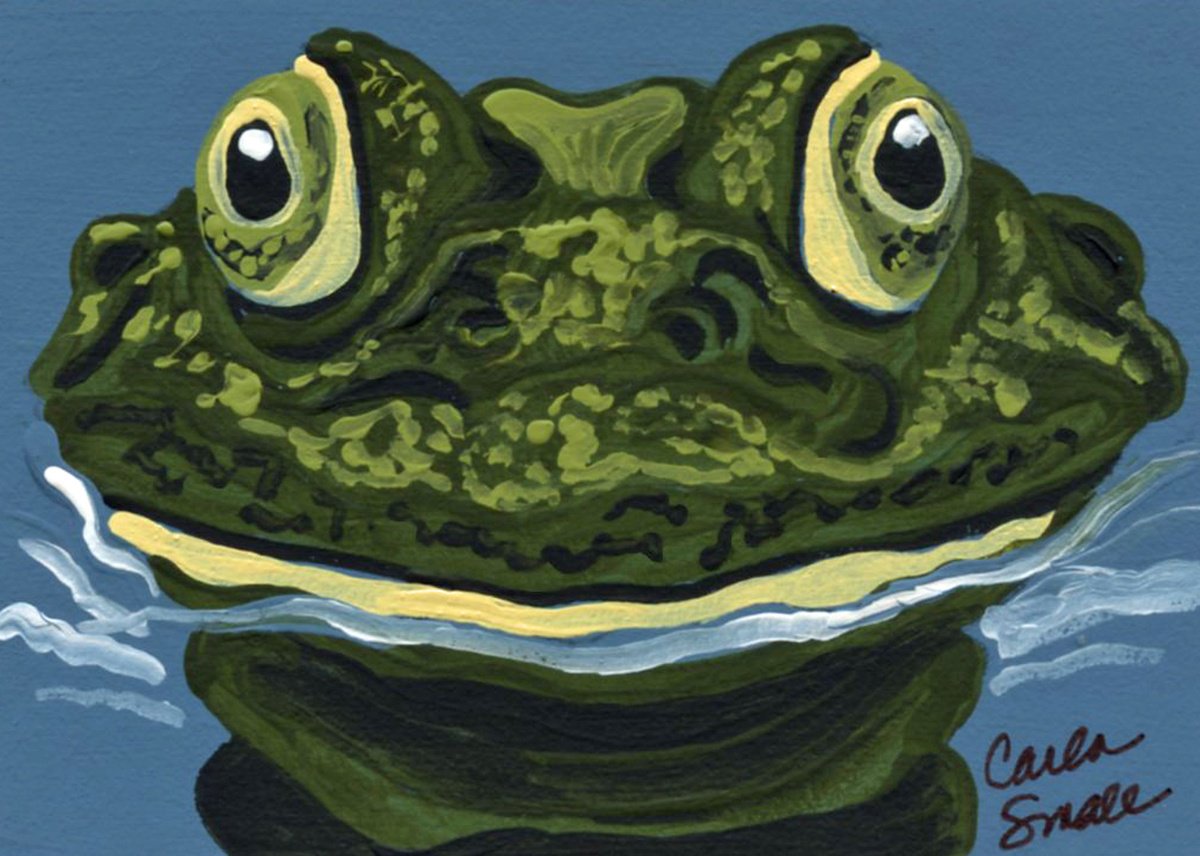 Frog Pond by Carla Smale