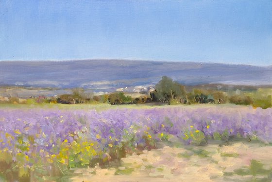 Lavender Fields at Valensole