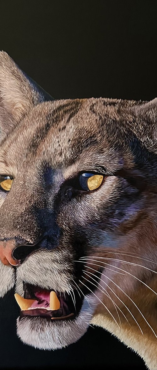 Mountain Lion by Martyna Maik