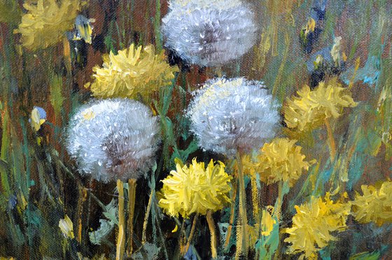 Dandelions in the meadow