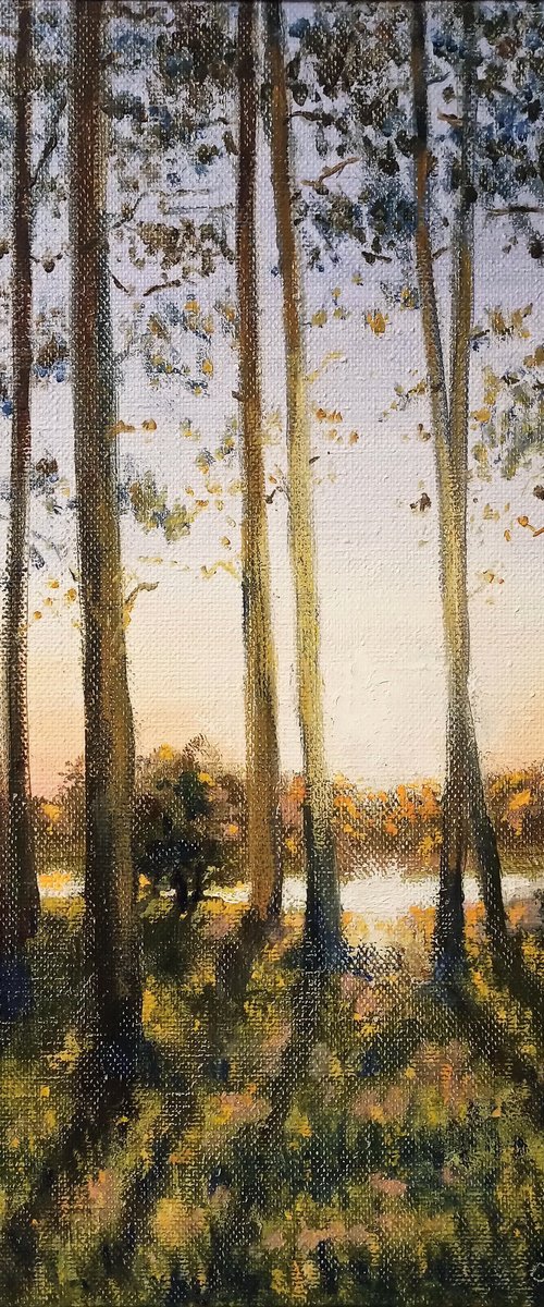 Pine trees on the shore by Oleh Rak