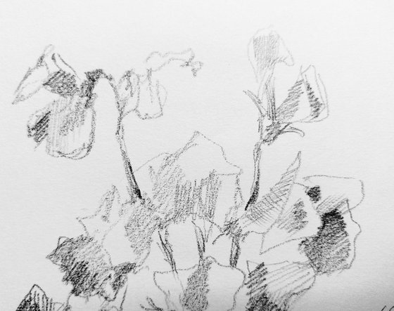 Sweet pea #3 - Still life. Original pencil drawing