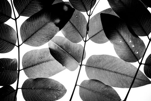 Experiments with Leaves II | Limited Edition Fine Art Print 1 of 10 | 45 x 30 cm by Tal Paz-Fridman