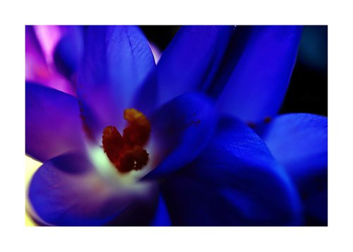 Macro Nature Photography Purple Pop-color Flower by Richard Vloemans
