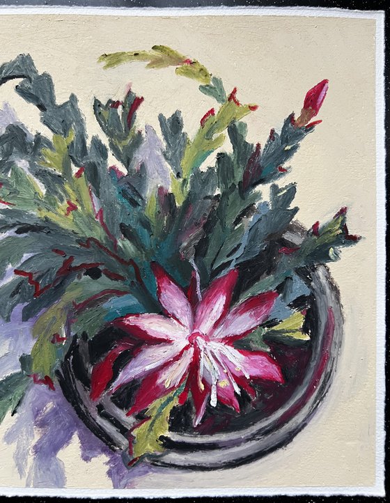 Christmas cactus