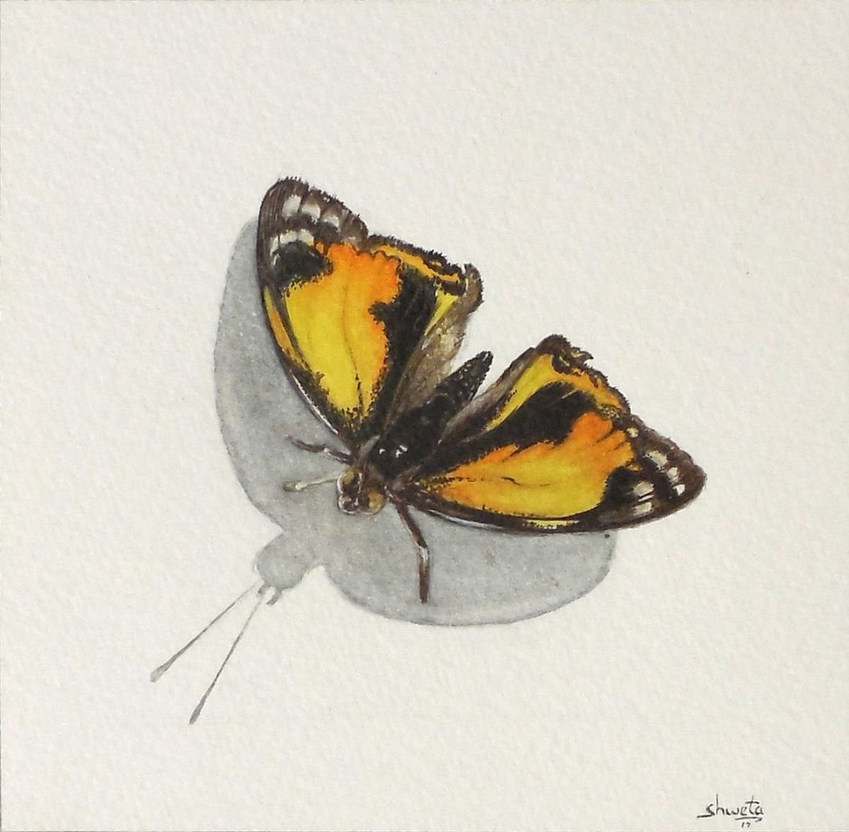 Butterfly Watercolor Painting by Shweta  Mahajan