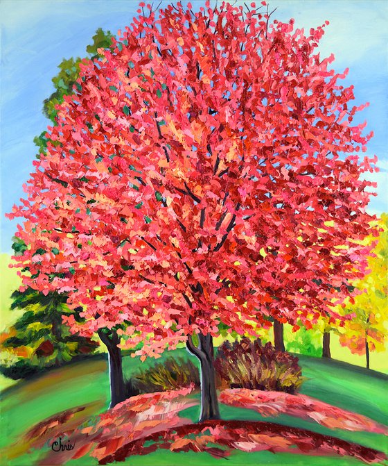 Pink & Red Maple Tree