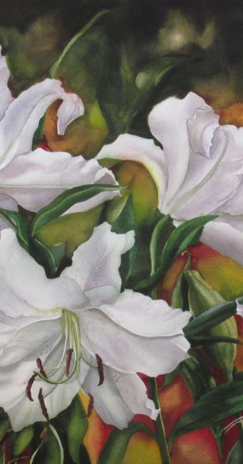 casablanca lilies in Spring by Alfred  Ng