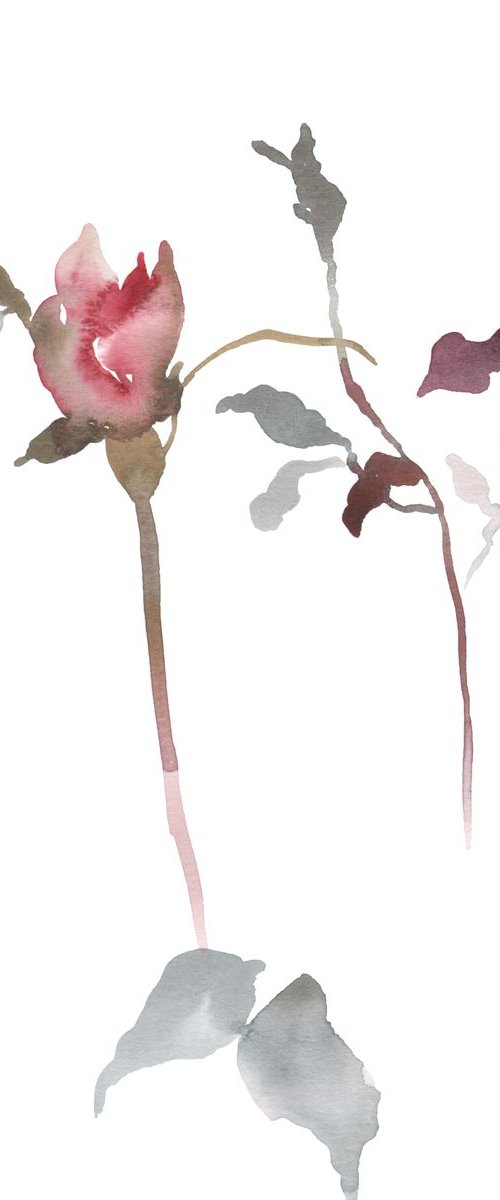 Rose Study No. 20 by Elizabeth Becker