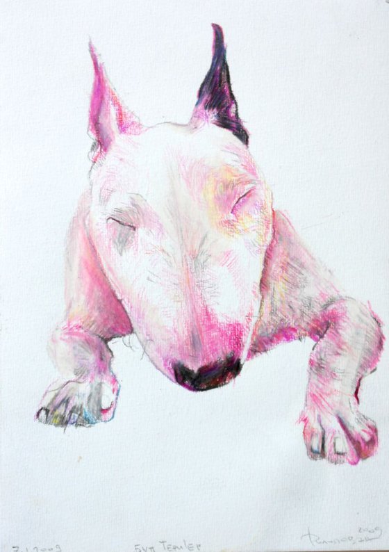 Bull terrier